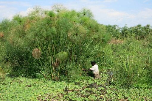 Papyrus - eine Paludikulturpflanze ibietet wirtschaftliche Chancen in den vier Anrainern des Kagerabeckens (Foto: S. Elshehawi)
