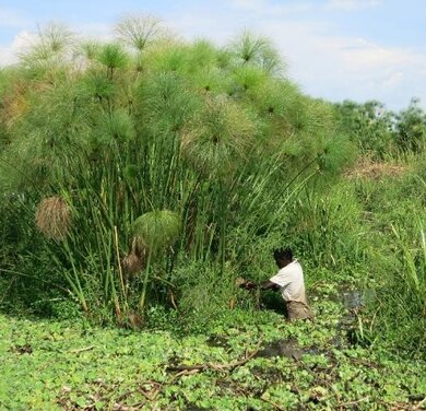 Moore im Nile Basin