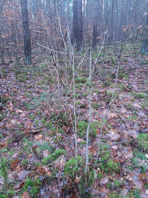 verbissen und vom Wild zerschlagene Verjüngung in Kiefernmonokultur Foto: D. Schacht/ Michael Succow Stiftung