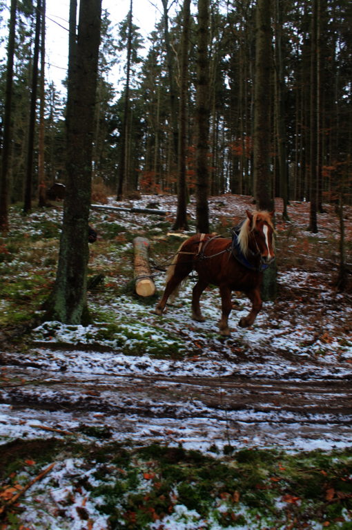 Baumabtransport mit Pferden auf der Stiftungsfläche im Wasdower Wald (c) Luise Rothe