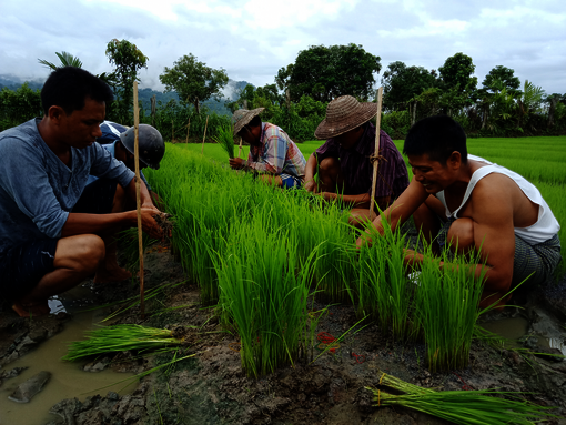 Biologischer Reisanbau ohne den Einsatz von Agrochemikalien bedeutet sauberes Wasser und gesunde Nahrung für alle.