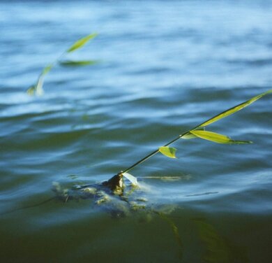 Schilf und Algen im Wasser