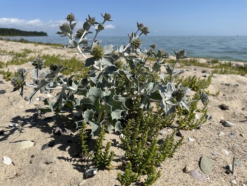 Die Stranddistel am Palmer Ort auf Rügen. Foto: Katrin Kunkel