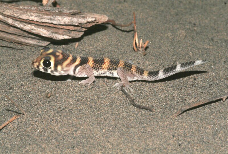 Gecko gesichtet im Ferganatal (c) Roman Nazarov