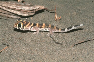 Gecko in the Fergana Valley (c) Roman Nazarov