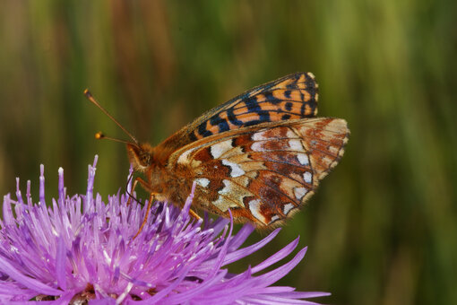 Die Raupen des stark gefährdeten Hochmoor-Perlmutterfalters (Boloria aquilonaris) ernähren sich von der in Regenmooren vorkommenden Gemeinen Moosbeere.