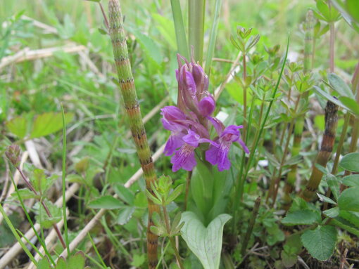 Die Kuckucksblume war einst die häufigste Orchidee auf Feuchtwiesen in Deutschland. Durch Melioration und Intensivierung der Nutzung ist sie weithin verschwunden. Im Bollwintal kommt sie heute noch vor. Foto: C. Barnick/ Michael Succow Stiftung