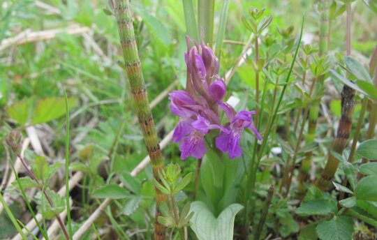 Die Kuckucksblume war einst die häufigste Orchidee auf Feuchtwiesen in Deutschland. Durch Melioration und Intensivierung der Nutzung ist sie weithin verschwunden. Im Bollwintal kommt sie heute noch vor. Foto: C. Barnick/ Michael Succow Stiftung
