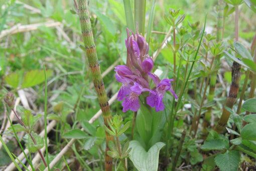 Die Kuckucksblume war einst die häufigste Orchidee auf Feuchtwiesen in Deutschland. Durch Melioration und Intensivierung der Nutzung ist sie weithin verschwunden. Im Bollwintal kommt sie heute noch vor. Foto: C. Barnick/ Michael Succow Stiftung