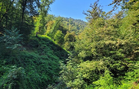 Hirkan-Nationalpark, Aserbaidschan (Foto: Fatemeh Ahmadi Kamali, September 2021)