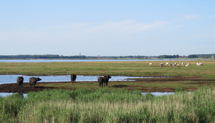 Stiftungsfläche der Karrendorfer Wiesen mit Wasserbüffeln Foto: N. Seifert