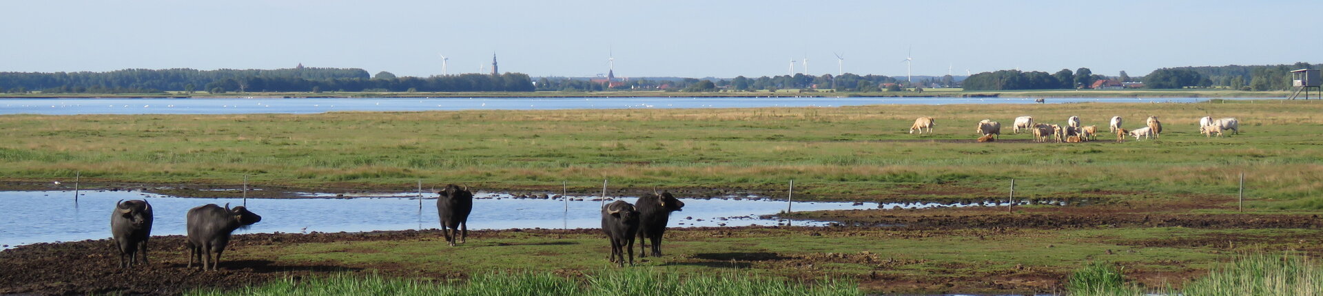 Stiftungsfläche Karrendorfer Wiesen mit Blick auf Greifswald. Foto: N. Seifert/ Michael Succow Stiftung