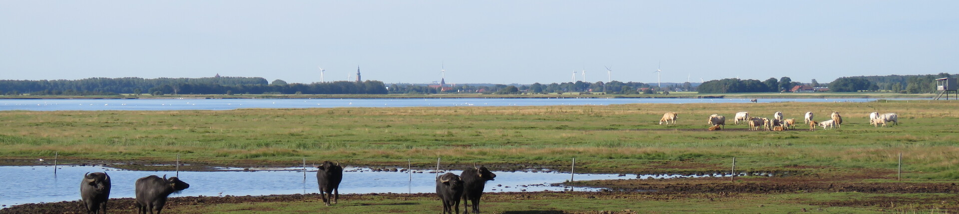 Stiftungsfläche der Karrendorfer Wiesen mit Wasserbüffeln Foto: N. Seifert