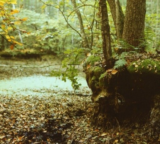 Wurzelstock im trockengefallenen Erlenbruch am Polsensee nach massiver Seespiegelabsenkung Foto: BR Schorfheide-Chorin