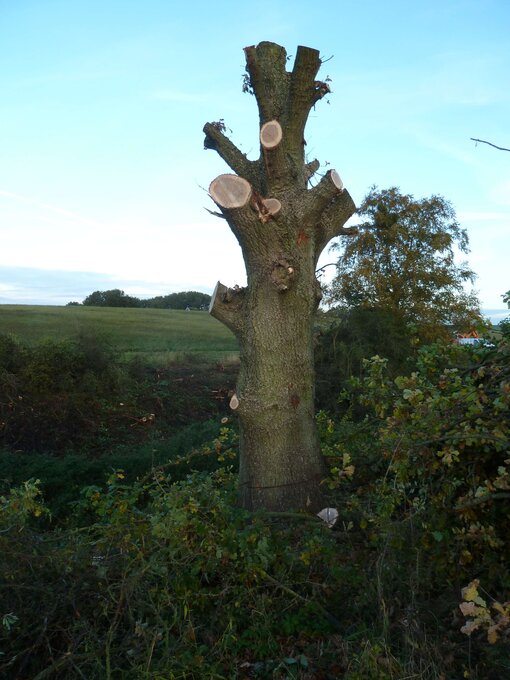 Der Eichenstamm am Rand von ‚Soll 1‘ wurde ringförmig eingeritzt („geringelt“), sodass er langsam zu stehendem Totholz wird – ein wertvoller Lebensraum für zahlreiche Insekten und Fledermäuse. © S. Volk / Michael Succow Stiftung
