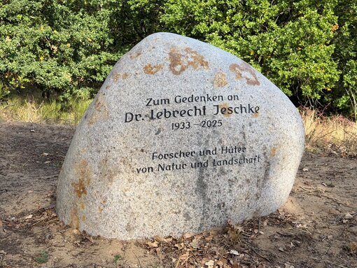Ein Gedenkstein für Dr. Lebrecht Jeschke. Foto: Hannes Knapp