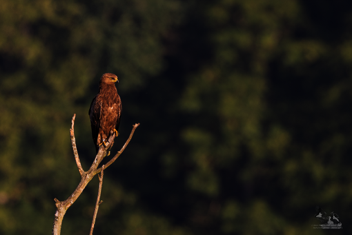 Schreiadler im Wasdower Wald (c) C. Rohde Schreiadler im Wasdower Wald (c) C. Rohde