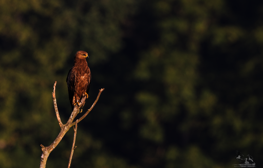 Schreiadler im Wasdower Wald (c) C. Rohde