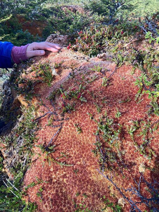 Das Organisationskomitee des Venice Agreement bereitet die Agenda 2026 im Pakeliah Moor, Feuerland vor  Foto: Michael Succow Stiftung / S. Husse 