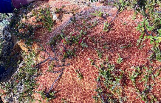 Venice Agreement Organising Committee prepares 2026 agenda in Pakeliah peatland, Tierra del Fuego, 2026 Foto: Michael Succow Stiftung/S. Husse 