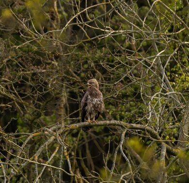 Schreiadler im Wasdower Wald (c) Carsten Rohde