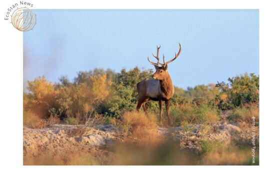 The riparian forests are refuges of endemic but also highly endangered species, such as the Bukhara deer. (c) EcoStan