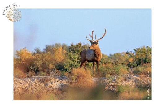 The riparian forests are refuges of endemic but also highly endangered species, such as the Bukhara deer. (c) EcoStan