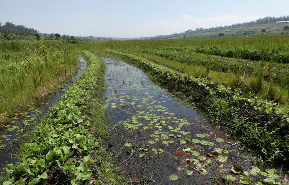From the Caucasus to the World: From Local Action to Global Biodiversity Goals for Wetlands and Peatlands