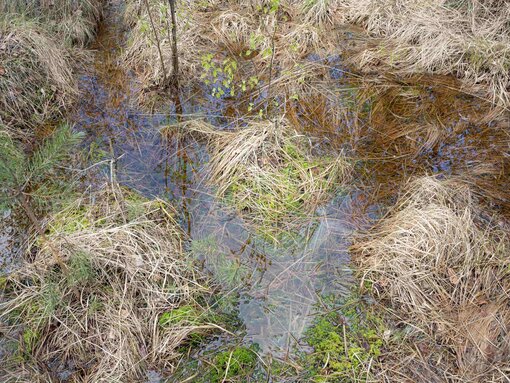 Naturschutzgebiet Mannhagener Moor endlich wieder nass! Foto: Wolfgang Bellwinkel/laif