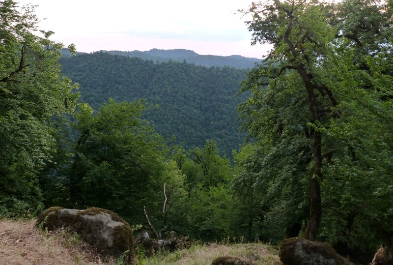 Oriental beech forest in the upper mountain belt of Hirkan National Park (Photo by H. D. Knapp)