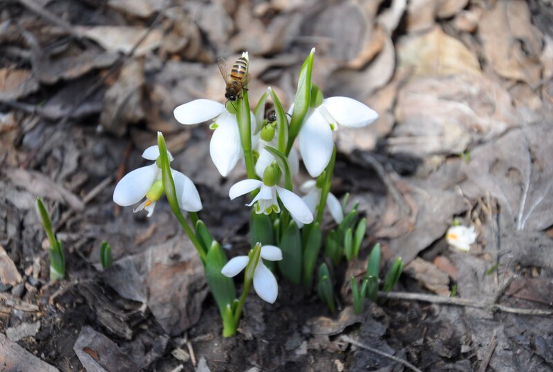 Galanthus alpinus © Ivan Gabrielyan