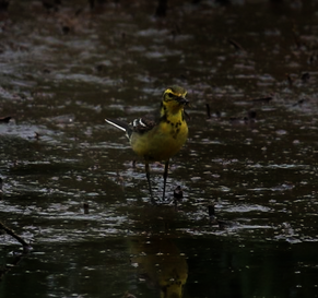 Ein männlicher Altvogel auf den Salzgraswiesen gesichtet. Foto: J. Kotlarz