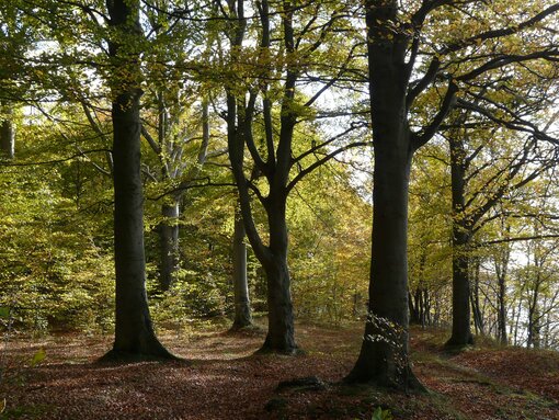 Goor bedeutet Berg. Das hügelige Gelände am Ufer des Rügischen Boddens ist seit Menschengedenken mit Wald bedeckt. Die einst forstlich genutzten Laubwälder aus Buche und Hainbuche, Eiche und Vogelkirsche dürfen sich im Stiftungswald von Holznutzung befreit in eigener Dynamik zu Naturwald entwickeln. Der „Pfad der Muße & Erkenntnis“ gewährt Einblick in die Phasen der Waldentwicklung von winzigen Keimpflanzen zu Jahrhunderte alten Methusalem-Bäumen. © H. D. Knapp / Michael Succow Stiftung