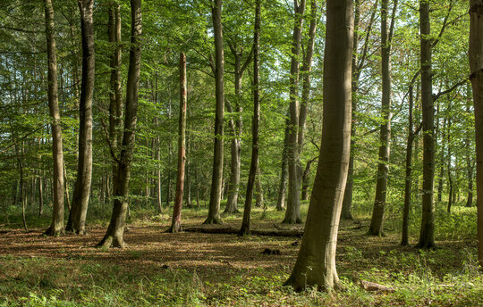 Wildnis Wasdower Wald (c) S. Schwill