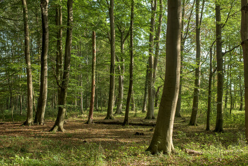 Wildnis Wasdower Wald (c) S. Schwill