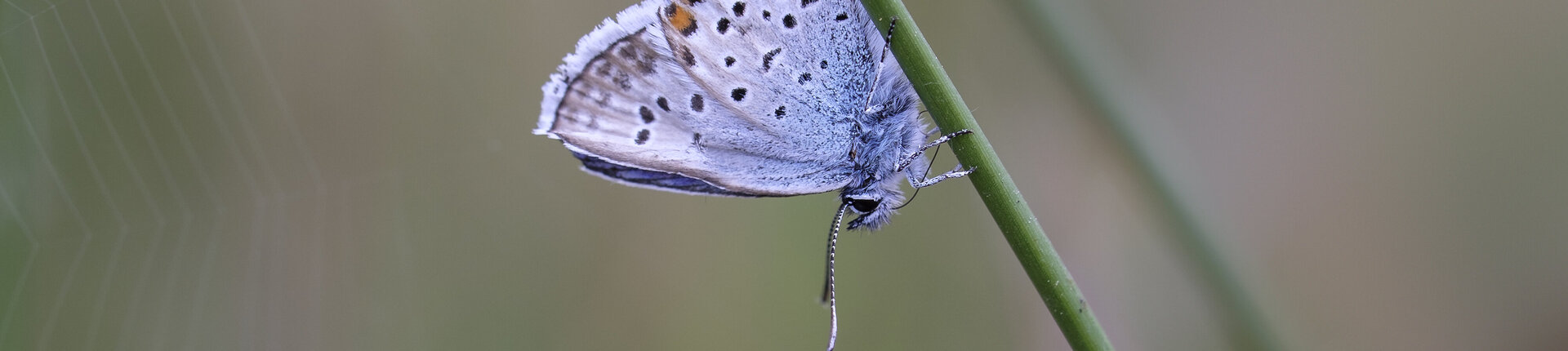 Ein Hochmoor-Bläuling sitzt an einem Binsenhalm