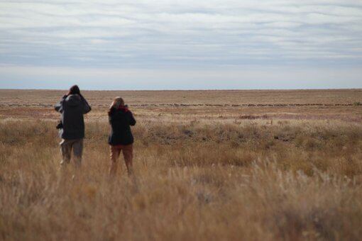 Countless saiga antelopes can still roam freely here.