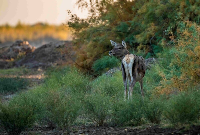 Bukhara deer; Photo: Ernest Kurtveliev
