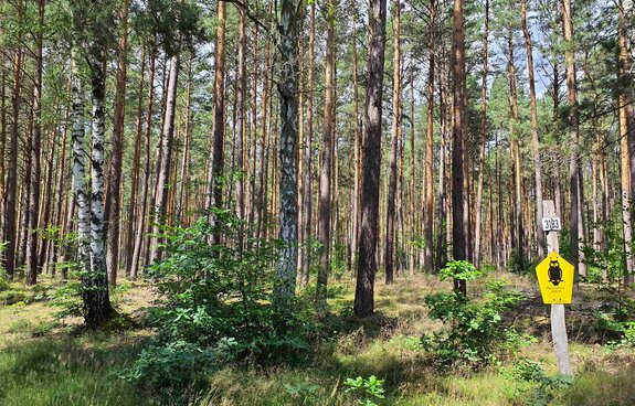 Der Wald am Moor – Exkursion im Bollwintal