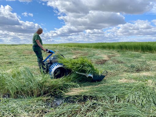 Der Brielmeier im Einsatz im Naturschutzgebiet. (c) S. Kagemann/ Michael Succow Stiftung