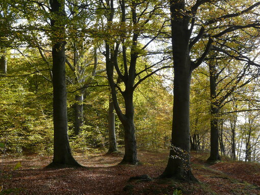 Naturschutzgebiet Goor auf der Insel Rügen - ein alter Buchenwald bis zum Ufer der Ostsee. Foto: H. D. Knapp