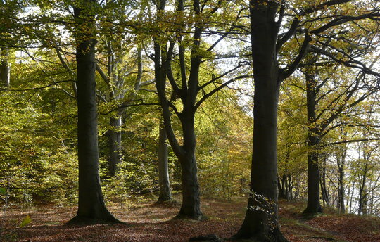 Naturschutzgebiet Goor auf der Insel Rügen - ein alter Buchenwald bis zum Ufer der Ostsee. Foto: H. D. Knapp