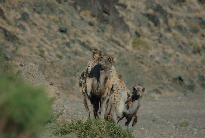 Great Gobi Photo: Dr. Petra Kacenzsky