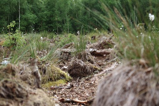 Die im Mannhagener Moor vorkommenden Arten sind wahre Überlebenskünstler, denn sie brauchen es sauer, nährstoffarm und regennass. Das sind Standortbedingungen, die aufgrund großflächiger Entwässerungen kaum noch vorkommen. Nun startet endlich das Moorschutzprojekt. Foto: L. Schwarz/ Michael Succow Stiftung