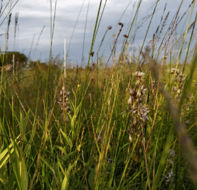 Sumpfenzian (Swertia perennis) im Naturschutzgebiet Moor Binsenberg in Mecklenburg-Vorpommern