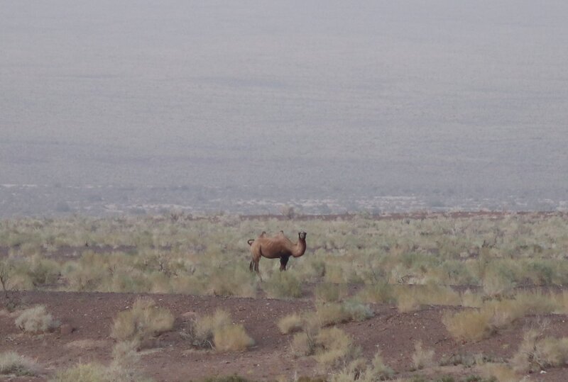 Wild camel Photo: J. Wunderlich