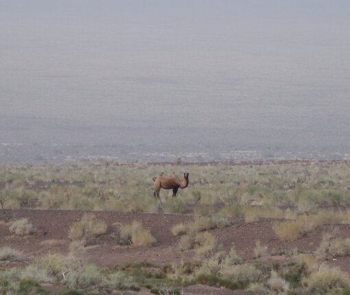 Wild camel in the Gobi Photo: J. Wunderlich/ Michael Succow Foundation