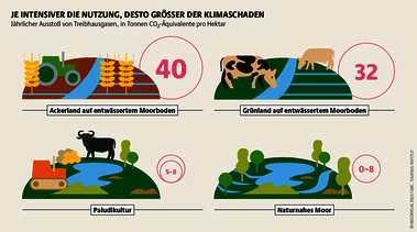 Anbau von Biomasse zum Heizen und Beweidung mit Wasserbüffeln: Paludikultur ermöglicht nachhaltige und lukrative Moornutzung. Quelle: Mooratlas Böll/BUND/Succow-Stiftung