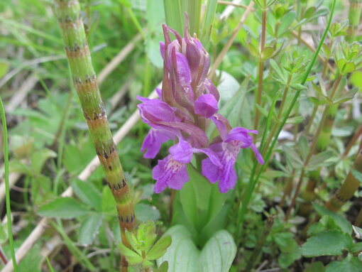 Die Kuckucksblume war einst die häufigste Orchidee auf Feuchtwiesen in Deutschland. Durch Melioration und Intensivierung der Nutzung ist sie weithin verschwunden. Im Bollwintal kommt sie heute noch vor. Foto: Michael Succow Stiftung