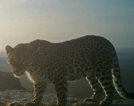Leopard Tay Sheri